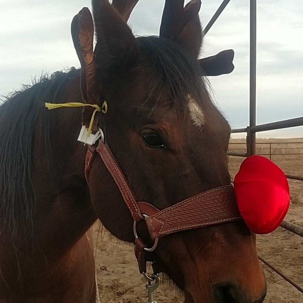 Meet your Posher, Nacona